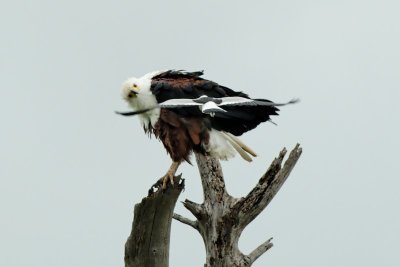 Fish Eagle harassed by Blacksmith Plover