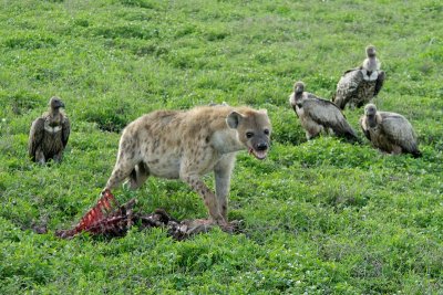 Hyena and Vulture