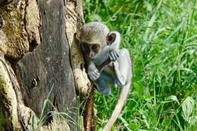 Male Vervet Monkey