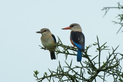 Gray Hooded Kingfisher (Immature & Adult)
