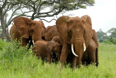 Elephant herd in defensive formation