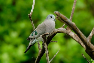 Emerald Spotted Wood Dove