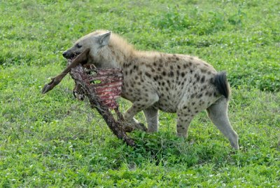 Hyena with scraps