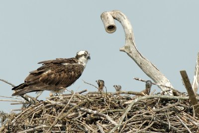 Osprey Nest