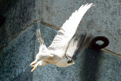 Female Adult Peregrine Falcon