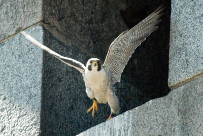 Male Adult Peregrine Falcon