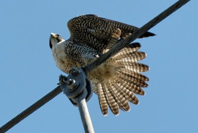 Female Adult Peregrine Falcon