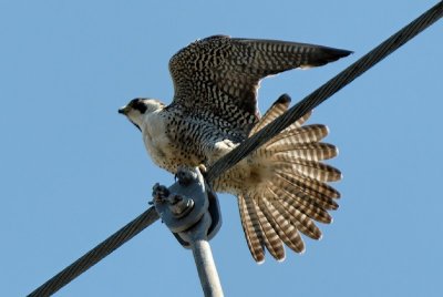 Female Adult Peregrine Falcon