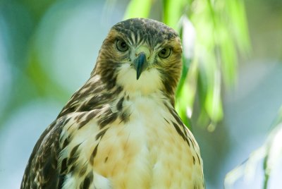 Juvenile Red Tailed Hawk