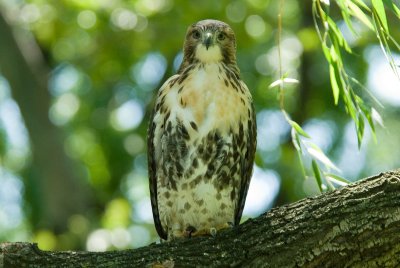 Juvenile Red Tailed Hawk