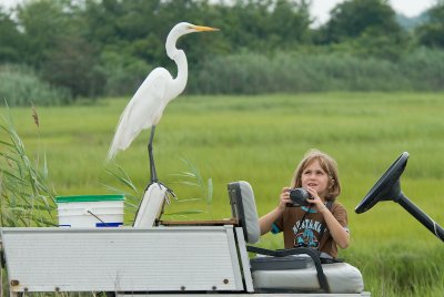 Great Egret posing for a photograph