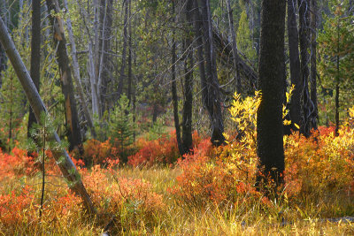 Childs Meadow