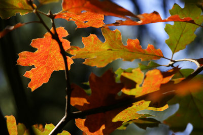 Oak Leaves