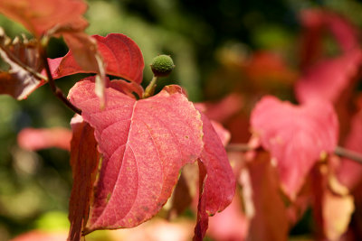 Fall Dogwood