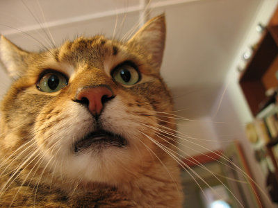 Hey, Whatcha Doing?