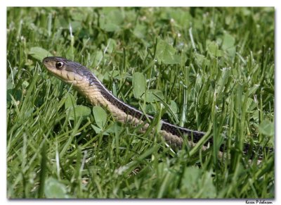 snake in the grass