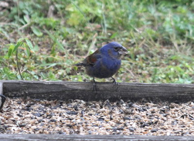 Blue Grosbeak