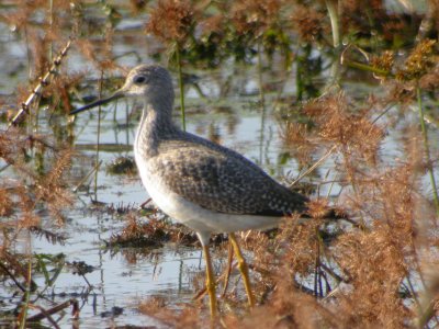 Greater Yellowlegs