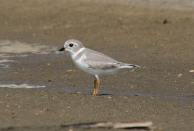 Piping Plover