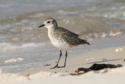 Black Bellied Plover Dauphin Island October 2006