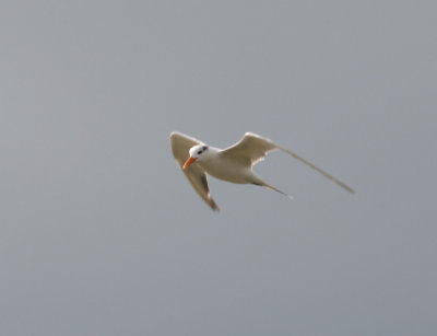 Royal Tern