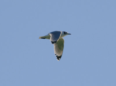 Franklin's Gull