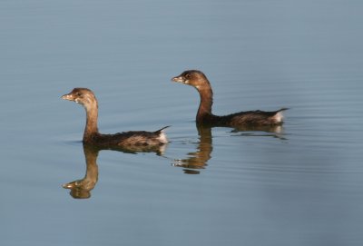 Pied Billed Grebe - Adult and Juvenile