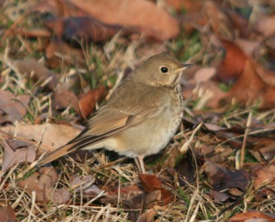 Hermit Thrush