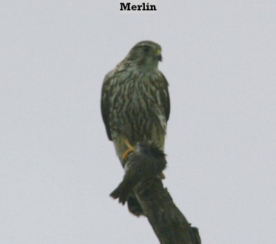 Merlin