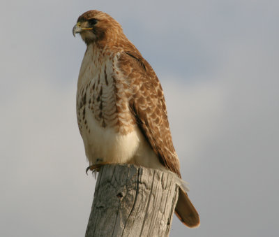 Red Tailed Hawk