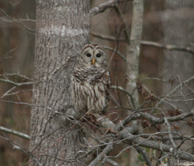 Barred Owl