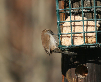 Bewick's Wren