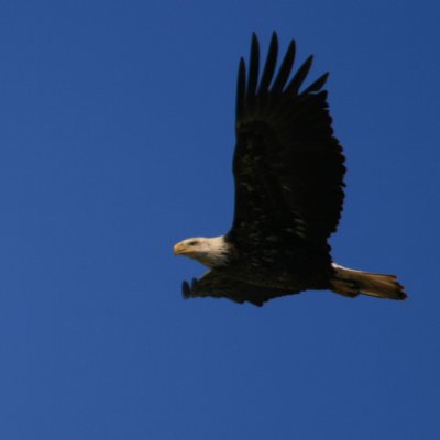 Bald Eagle