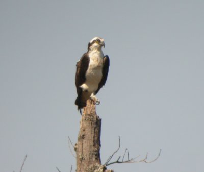 Osprey