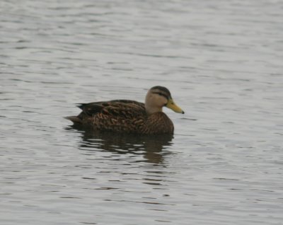 Mottled Duck