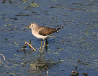 Solitary Sandpiper