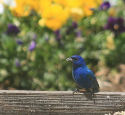 Indigo Bunting
