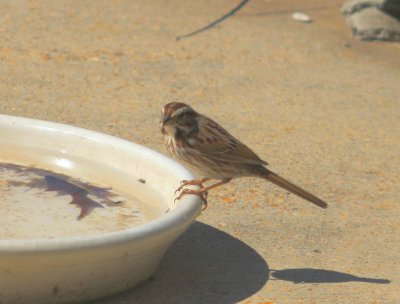 Song Sparrow