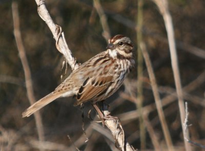 Song Sparrow