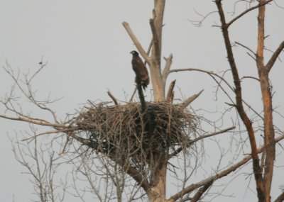 Bald Eagle Brancher