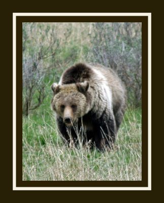 Spectacled Grizzly