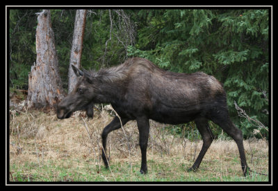 Marching Moose