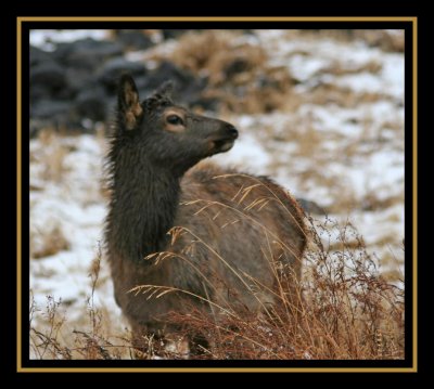 Blacktail Plateau Elk Calf