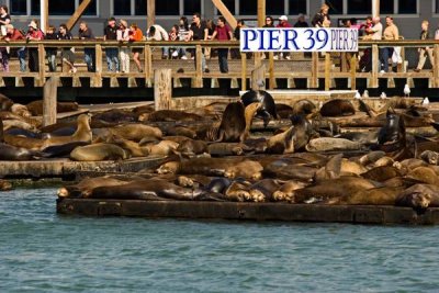 Pier 39 Sea Lions