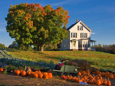 Autumn harvest 2007