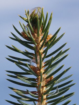 Ice on Cedar