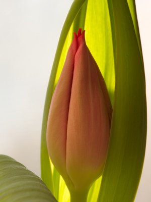 Tulip Infancy