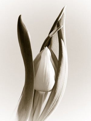 Tulip Art