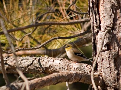 Chickadee