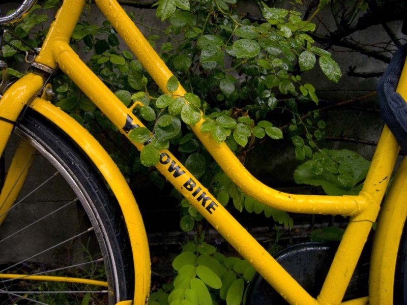 pbase Yellow bike June 17 R1010171.jpg